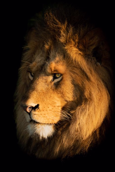 lion photo shot by nick dale