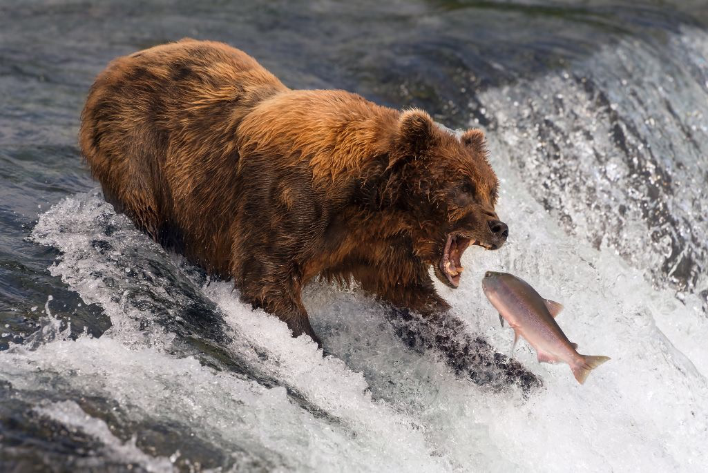 Wildlife photography by nick dale