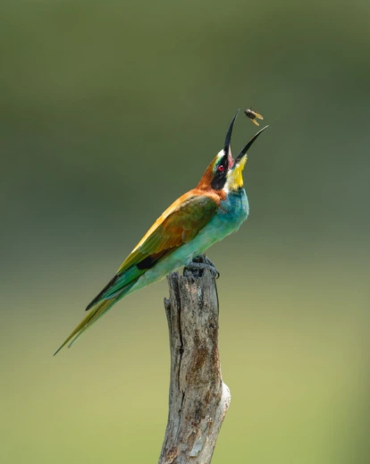 bird catching a fly in mid-air, a bird photography example of freezing fast motion