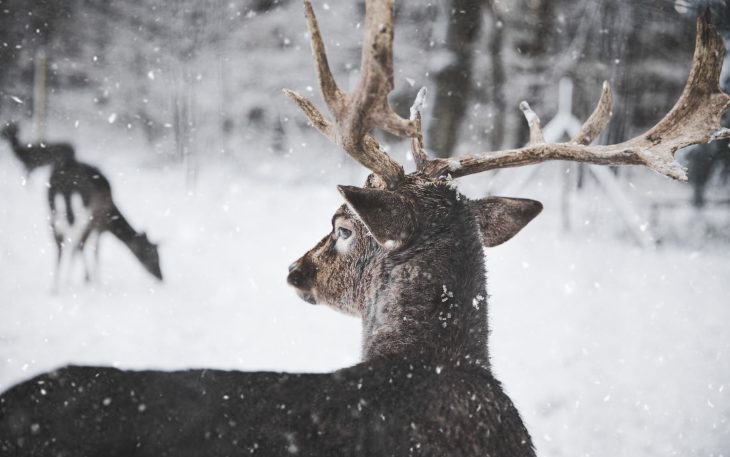 An image of deer in the snow